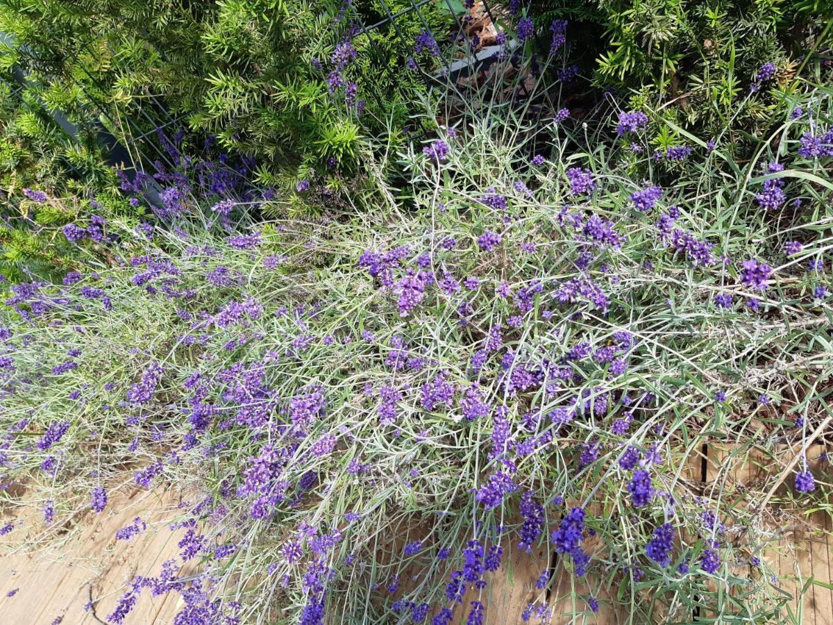 Sea Suite Garden & Pines Łukęcin 외부 사진